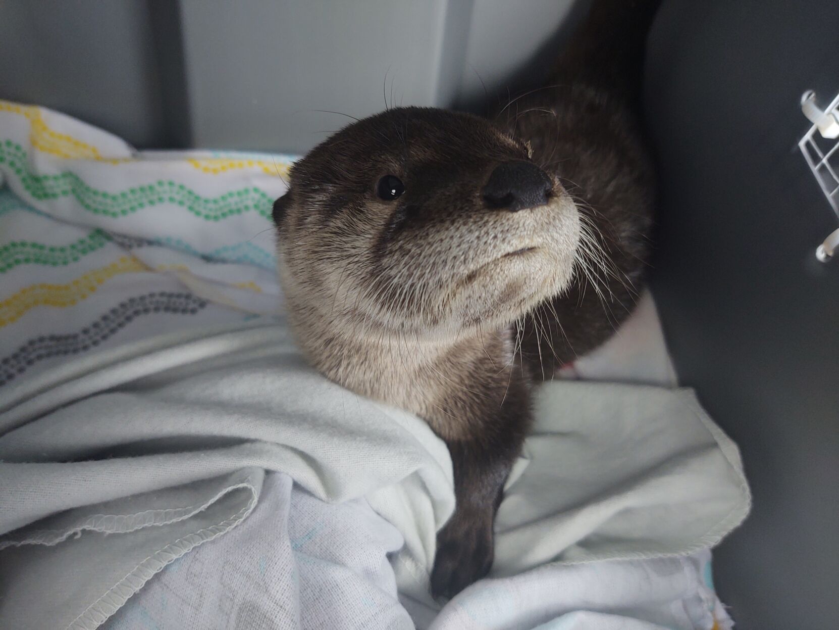 otterbaby4.jpg